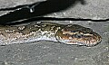st louis zoo 1536 angolan dwarf python.jpg