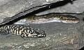 st louis zoo 1537 warren's girdled lizard (fore) and angolan dwarf python.jpg