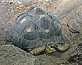 st louis zoo 1549 Aldabra Tortoise.jpg