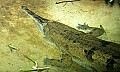 st louis zoo 1559 false gharial.jpg