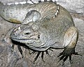 st louis zoo 1564 rhonoceros iguana.jpg