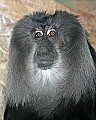 st louis zoo 1578 lion-tailed macaque.jpg