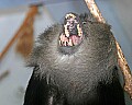 st louis zoo 1580 lion-tailed macaque.jpg