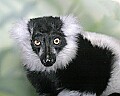 st louis zoo 1619 black and white lemur.jpg