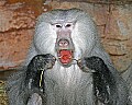 st louis zoo 1644 hamadryas baboon.jpg