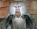 st louis zoo 1645 hamadryas baboon.jpg