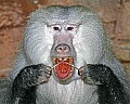 st louis zoo 1649 hamadryas baboon.jpg