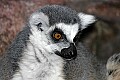 st louis zoo 1658 some kind of lemur.jpg