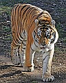 st louis zoo 1686 amur tiger.jpg