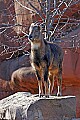 st louis zoo 1766 central chinese goral.jpg