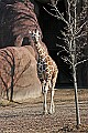 st louis zoo 1784 young giraffe.jpg