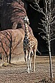 st louis zoo 1787 young giraffe.jpg