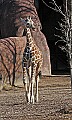 st louis zoo 1792 young giraffe.jpg
