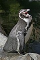 st louis zoo 365 humboldt penguin.jpg