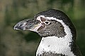st louis zoo 377 humboldt penguin.jpg