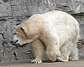 st louis zoo 710 polar bear.jpg