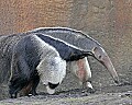 st louis zoo 728 giant anteater.jpg