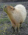 st louis zoo 732 capybara.jpg