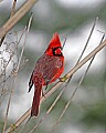 st louis zoo 743 male virginia cardinal.jpg