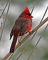 st louis zoo 745 virginia cardinal-male.jpg