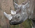 st louis zoo 761 black rhino.jpg