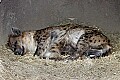 st louis zoo 772 hyena sleeping.jpg
