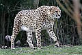 st louis zoo 782 cheetah.jpg
