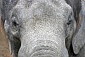 st louis zoo 833 asian elephant.jpg