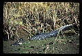 10001-00001-American Alligator.jpg