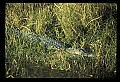 10001-00021-American Alligator.jpg