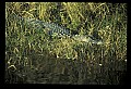 10001-00023-American Alligator.jpg