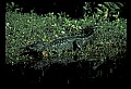 10001-00034-American Alligator.jpg