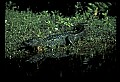 10001-00035-American Alligator.jpg