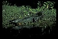 10001-00037-American Alligator.jpg