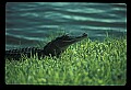 10001-00063-American Alligator.jpg