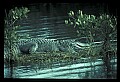 10001-00068-American Alligator.jpg