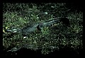 10001-00071-American Alligator.jpg