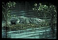 10001-00096-American Alligator.jpg