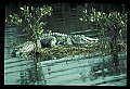 10001-00102-American Alligator.jpg