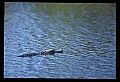 10001-00126-American Alligator.jpg