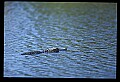 10001-00127-American Alligator.jpg