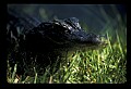 10001-00136-American Alligator.jpg