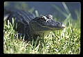 10001-00138-American Alligator.jpg