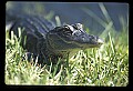 10001-00139-American Alligator.jpg