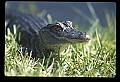 10001-00140-American Alligator.jpg