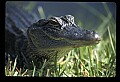 10001-00143-American Alligator.jpg