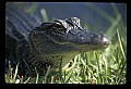 10001-00144-American Alligator.jpg