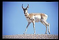 10002-00001-Antelope-Pronghorn, Badlands, National Park.jpg
