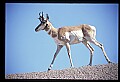 10002-00002-Antelope-Pronghorn, Badlands, National Park.jpg