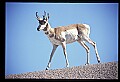 10002-00003-Antelope-Pronghorn, Badlands, National Park.jpg